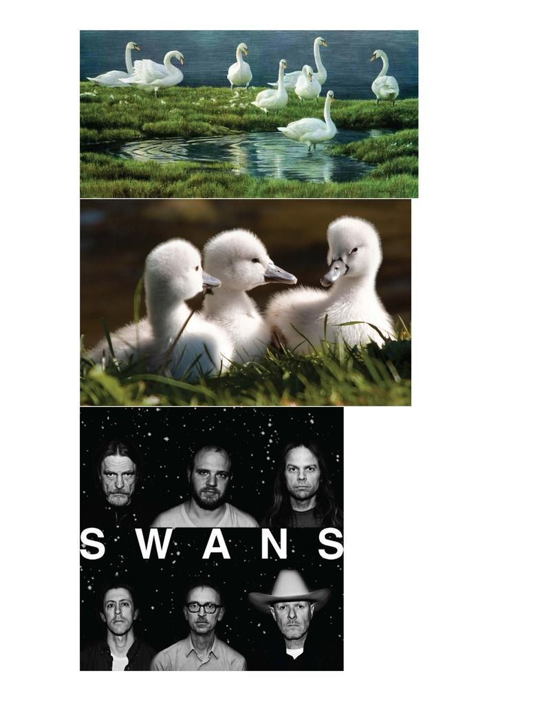  photo Swans north_zpsyvqzogvj.jpg
