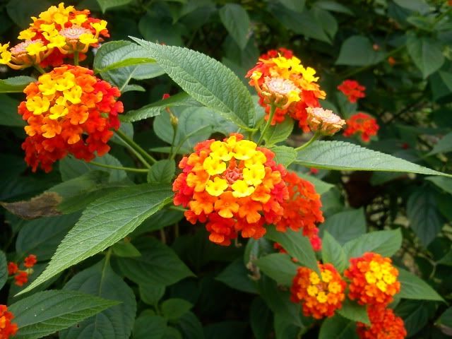 topic về những hình ảnh chụp bằng điện thoại di động