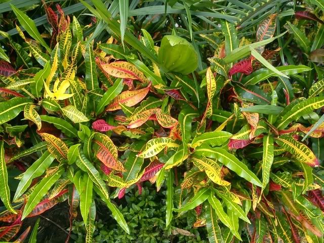 topic về những hình ảnh chụp bằng điện thoại di động - 3