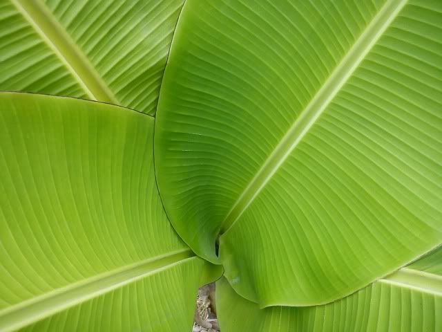 topic về những hình ảnh chụp bằng điện thoại di động - 1