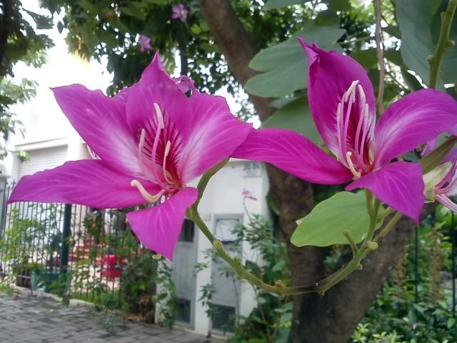 topic về những hình ảnh chụp bằng điện thoại di động - 2