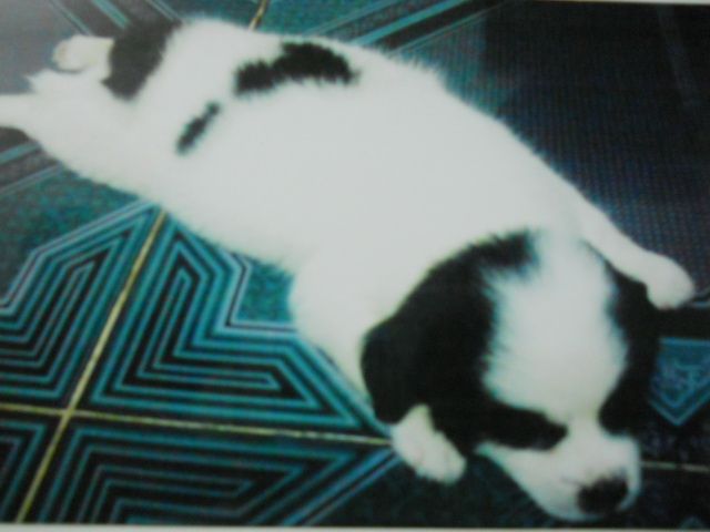 Bị mất chó cưng rồi buồn quá Ae ơihic - 1