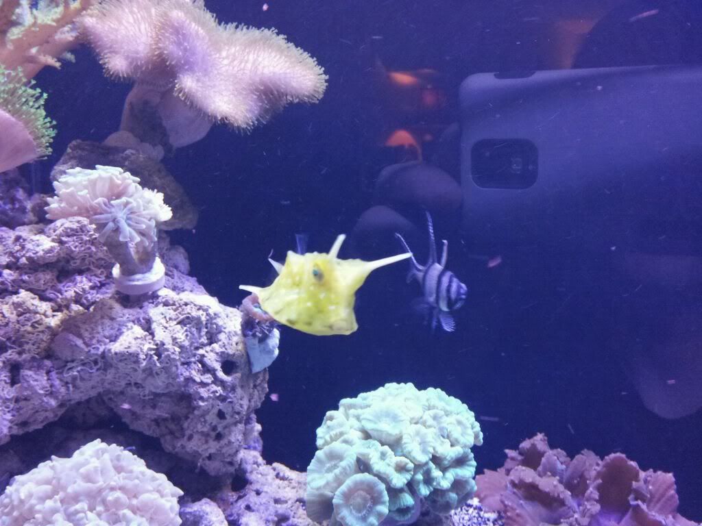 cowfish.jpg