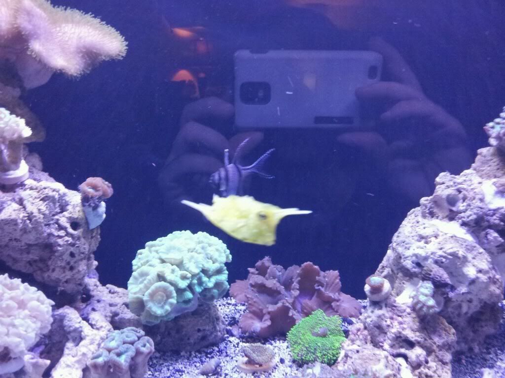 cowfish2.jpg