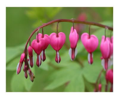 bleeding heart Pictures, Images and Photos