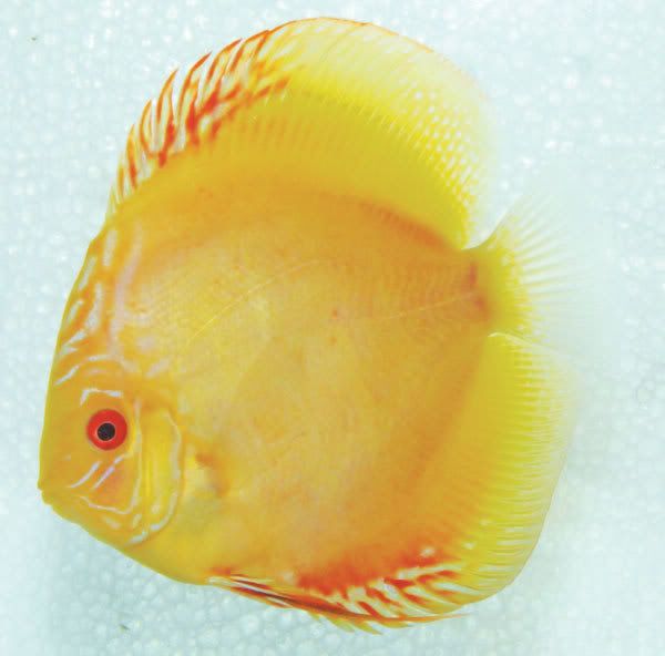 discus-goldensun-4588.jpg