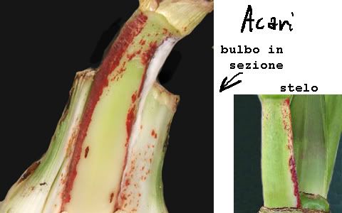 Come trattare un fungo di unghie se non cè piatto di unghia