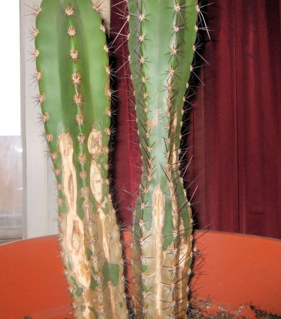 Olio di applicazione di semi di cumino nera a un fungo di unghia