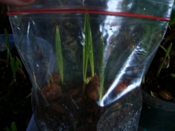 100 Semi Di Semi Tifa Pianta! Fanno Grandi Piante Dello Stagno - Foto 3