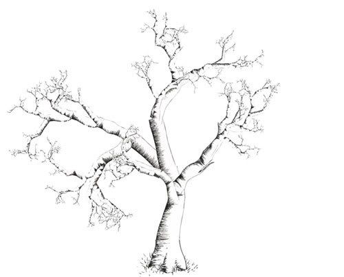 dates tree drawings. TreeDrawing.jpg Tree Drawing