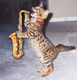 cat playing saxophone