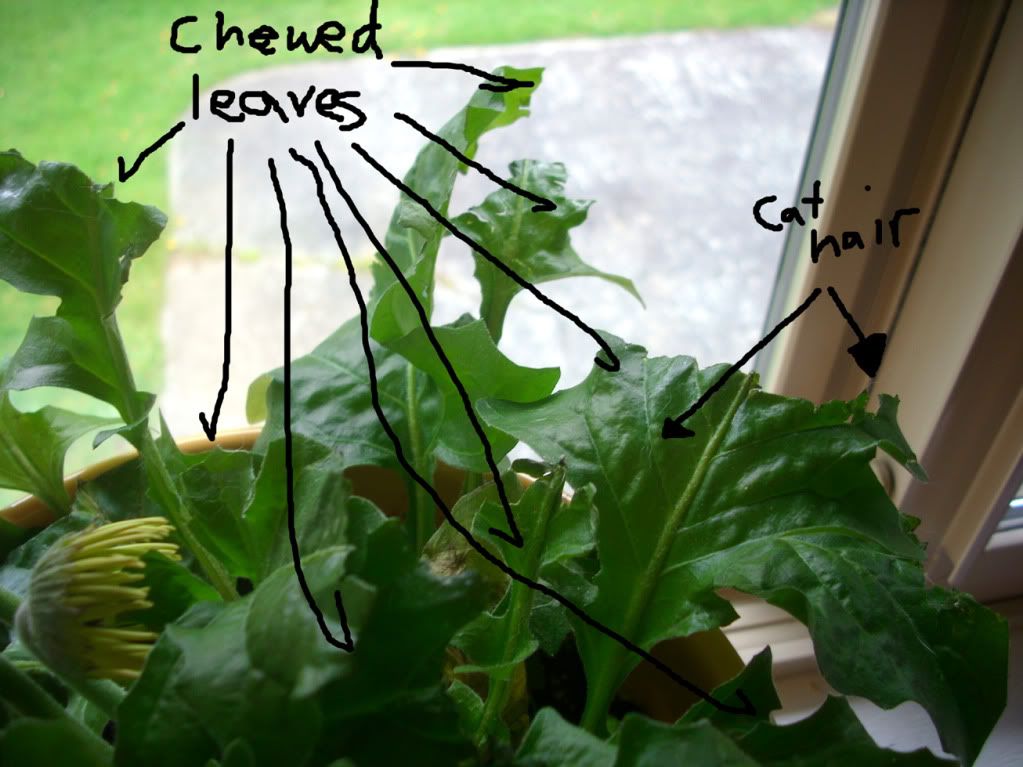 Top Five Ways to Accidentally Kill Your Gerbera Daisy Crazy Little Blog