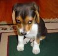 issomeonemad.jpg Cute Doggie image by kkmacnugget