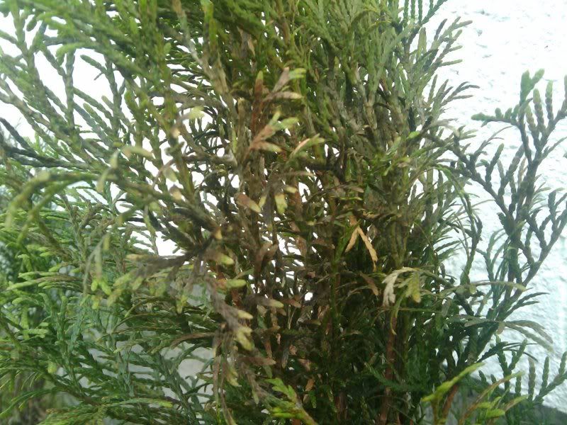 2010-05-27164559.jpg
