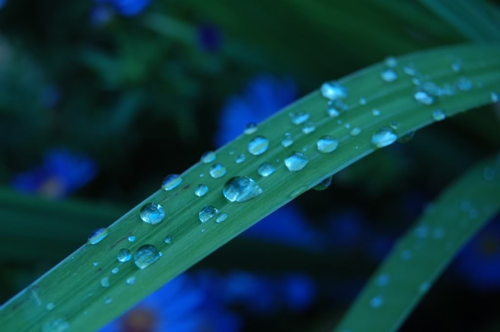 IMAGE: http://i482.photobucket.com/albums/rr188/peacecorpswannabe/D50/DSC_8242.jpg