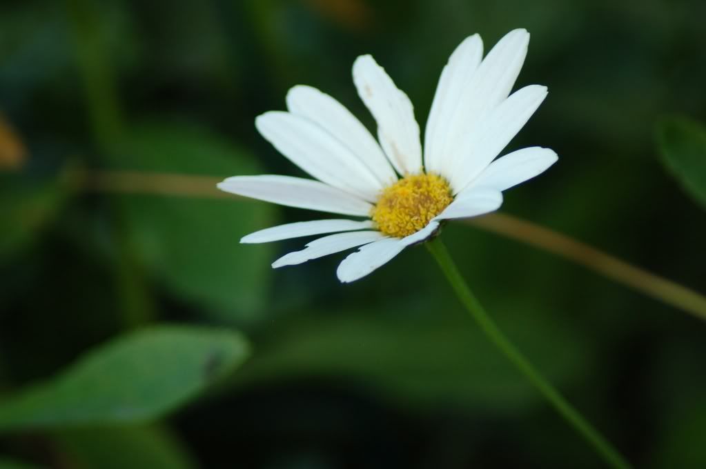 IMAGE: http://i482.photobucket.com/albums/rr188/peacecorpswannabe/D50/DSC_8728.jpg