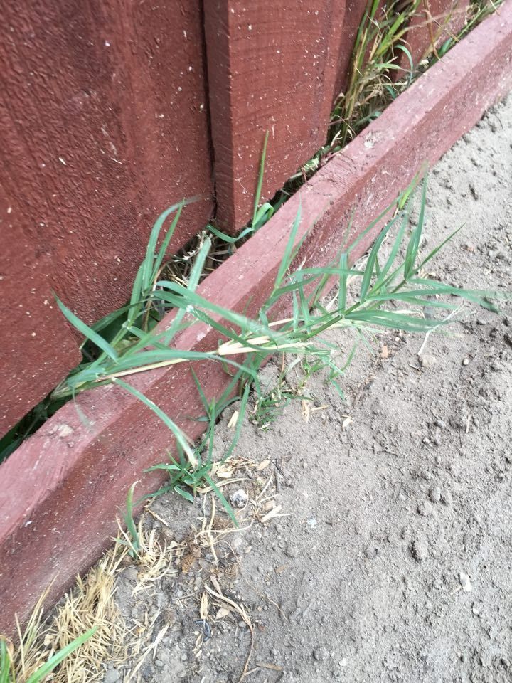 Please help identify this grass/weed