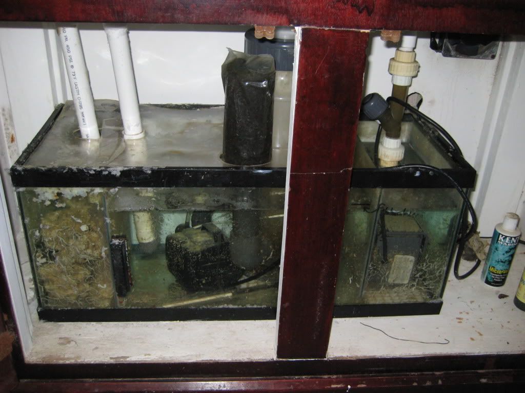IMG 1806 - 100 Gallon Tank