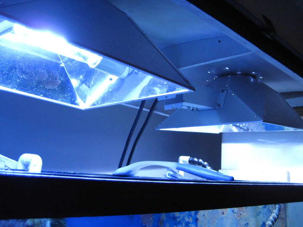IMG 1807 - 100 Gallon Tank