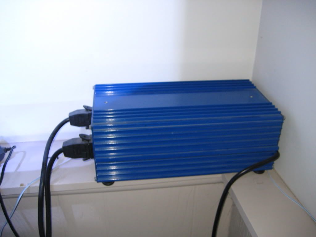 IMG 1818 - 100 Gallon Tank