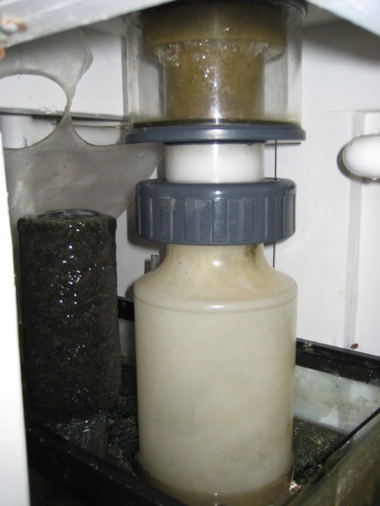 IMG 1820 - 100 Gallon Tank