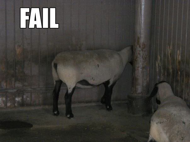 fail_sheep.jpg