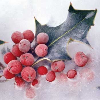 Frozen holly Pictures, Images and Photos